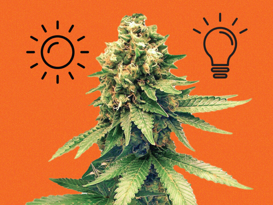 Growing cannabis indoor vs outdoor